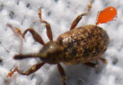 Leptus sp.
